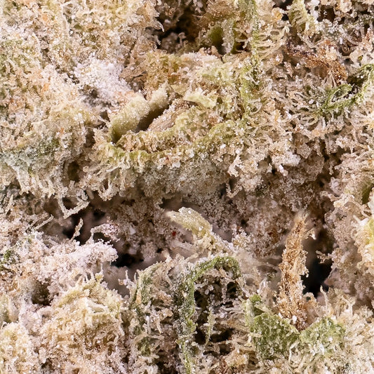Close-up of Amnesia Indoor THCA bud showing frosty texture and orange pistils