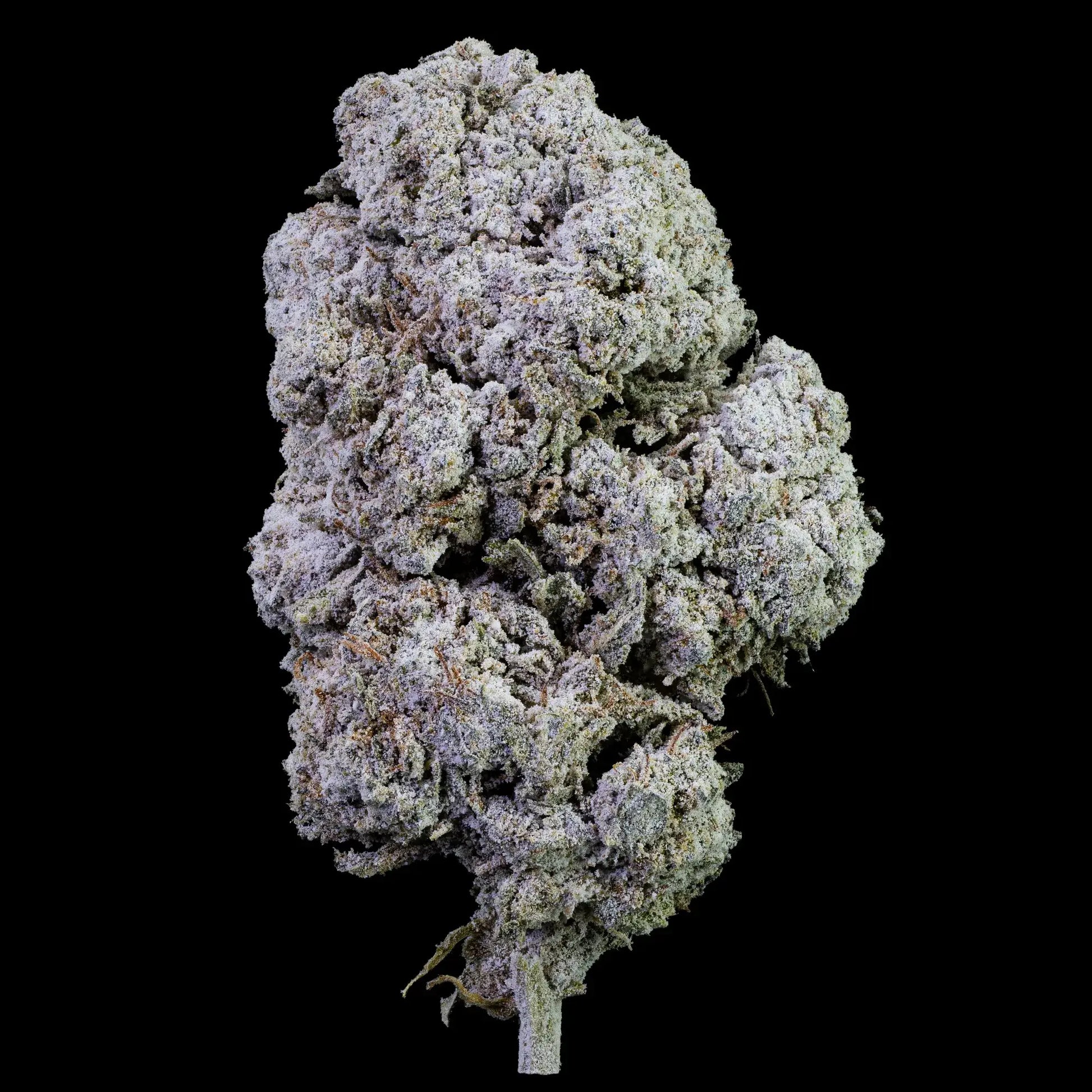 Gushers 23% THCA med kraftig trichome-dækning