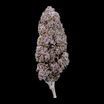 Purple Haze THCA flower with dense purple buds and heavy trichome coverage
