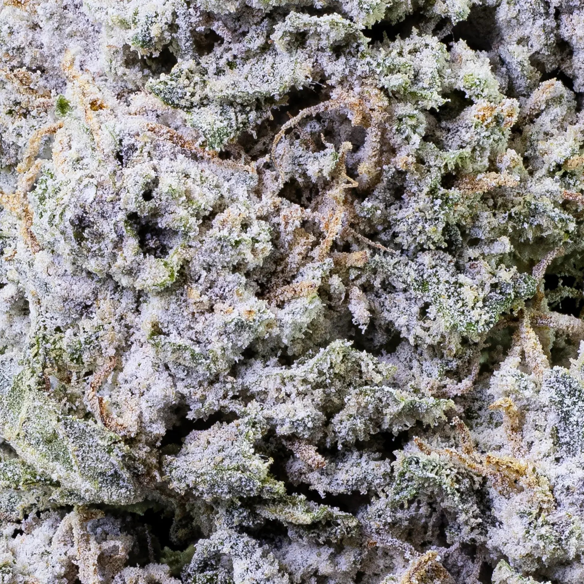 Frostet Royal Gorilla THCA topskud