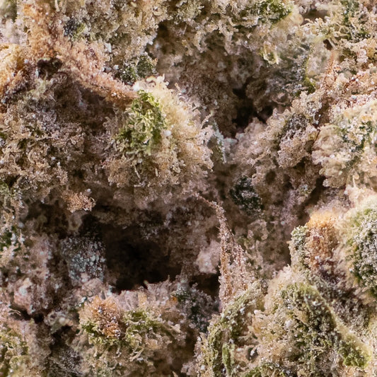 Close-up of Amnesia Indoor THCA bud showing frosty texture and orange pistils