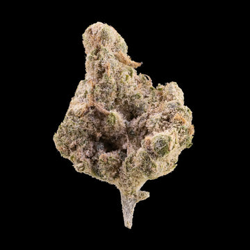 Amnesia Indoor 23% THCA flower grown hydroponically with dense trichome coverage
