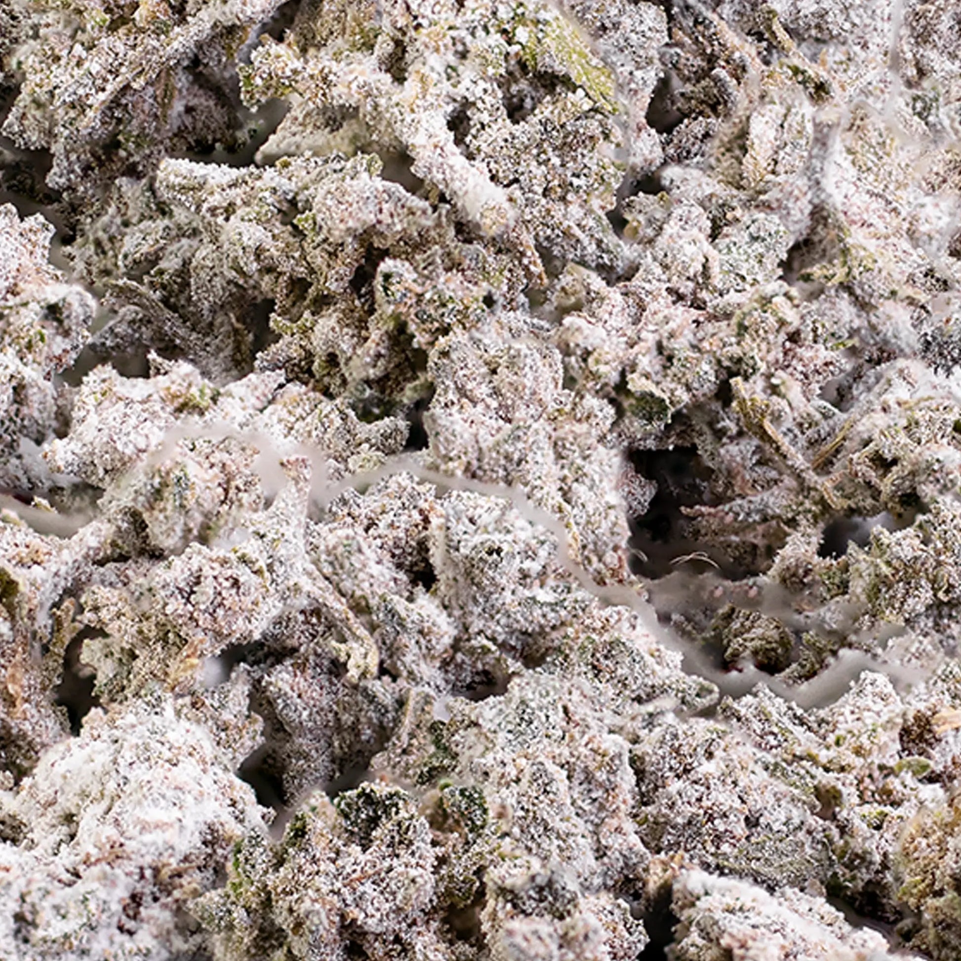 Close-up of Bruce Banner THCA popcorn flower showing compact resin-rich texture