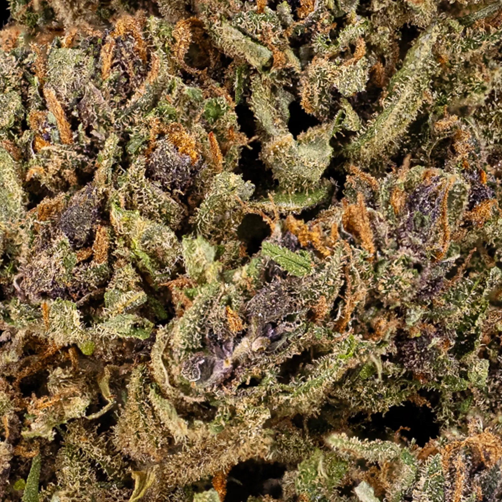 Close-up of Cherry Poppers CBD bud showing dense structure and resin coverage