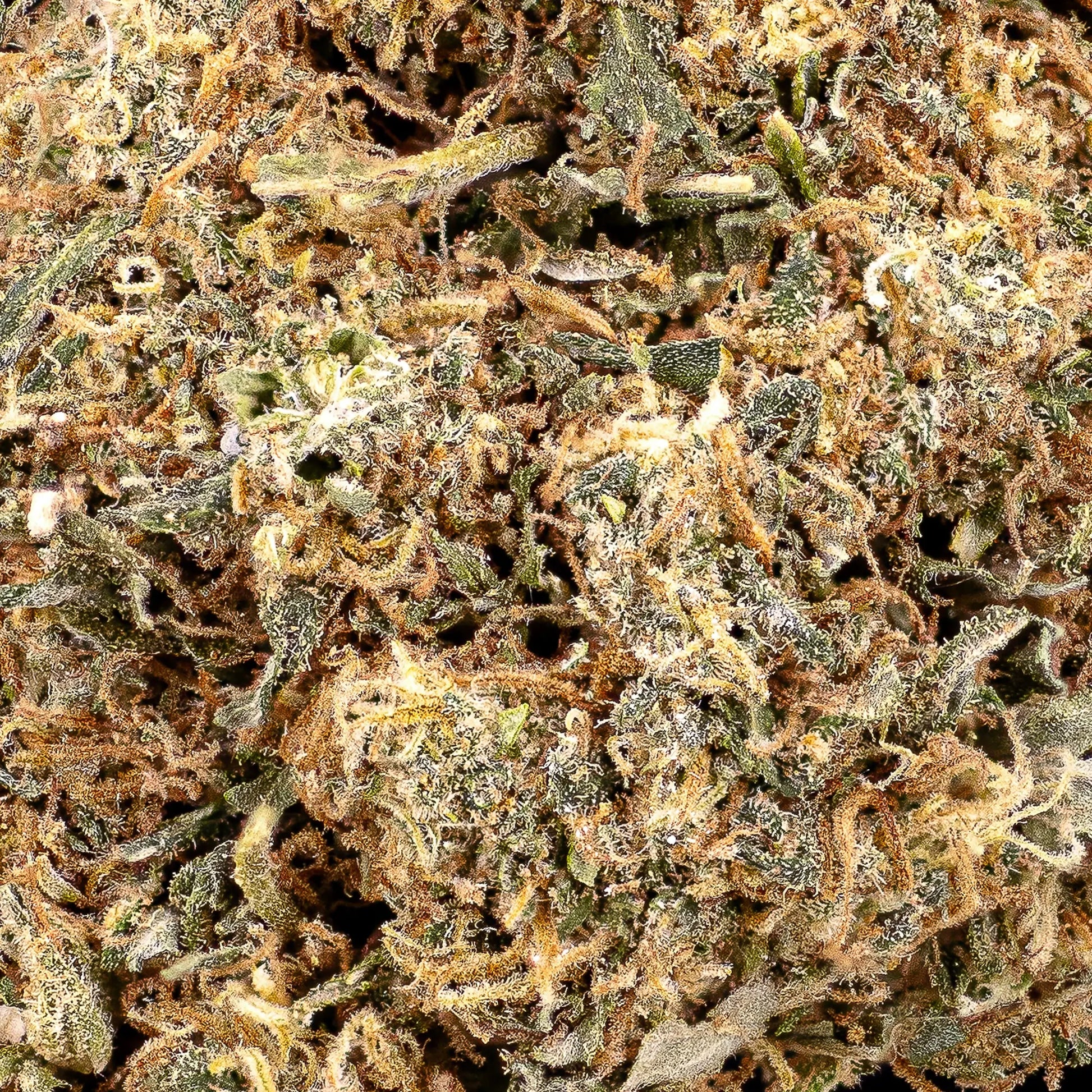 Close-up of Groovy Ganja CBD bud showing orange pistils and trichome coverage
