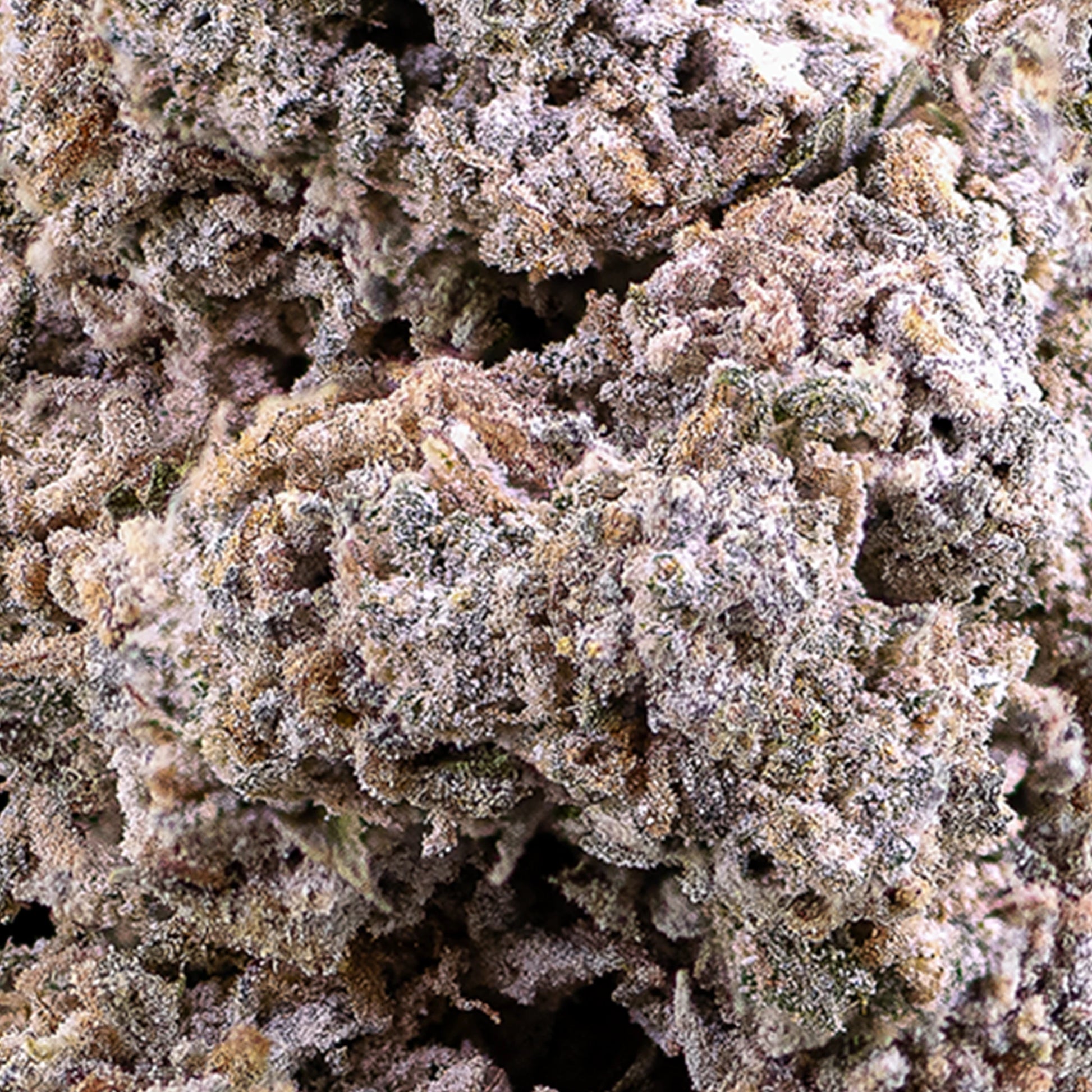 Close-up of Jack Herer 25% THCA bud with orange pistils and crystalline surface