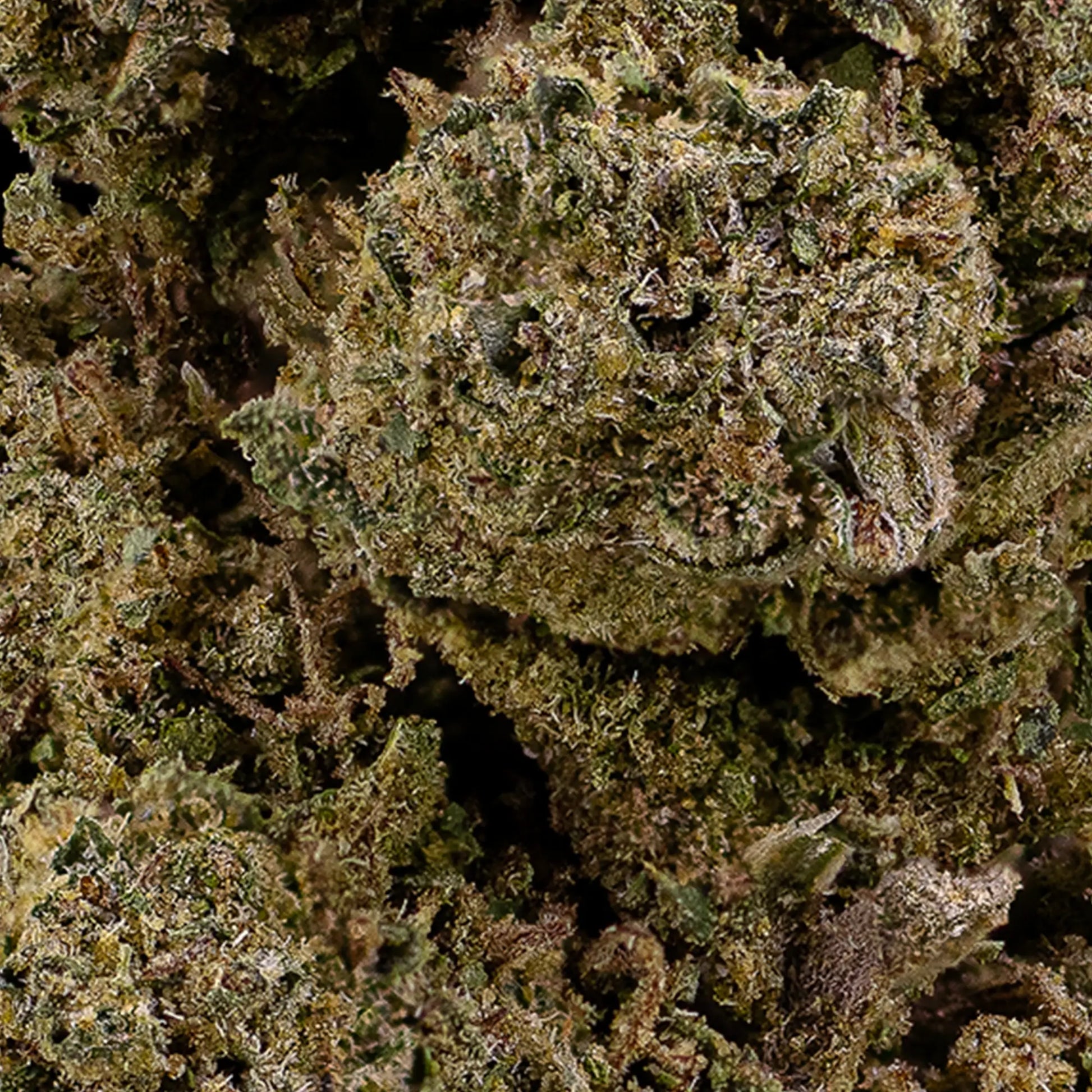 Close-up of O.G. Kush CBD bud showing compact structure and resin detail