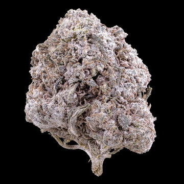 Odense O.G. 23% THCA indoor flower with dense trichome coverage