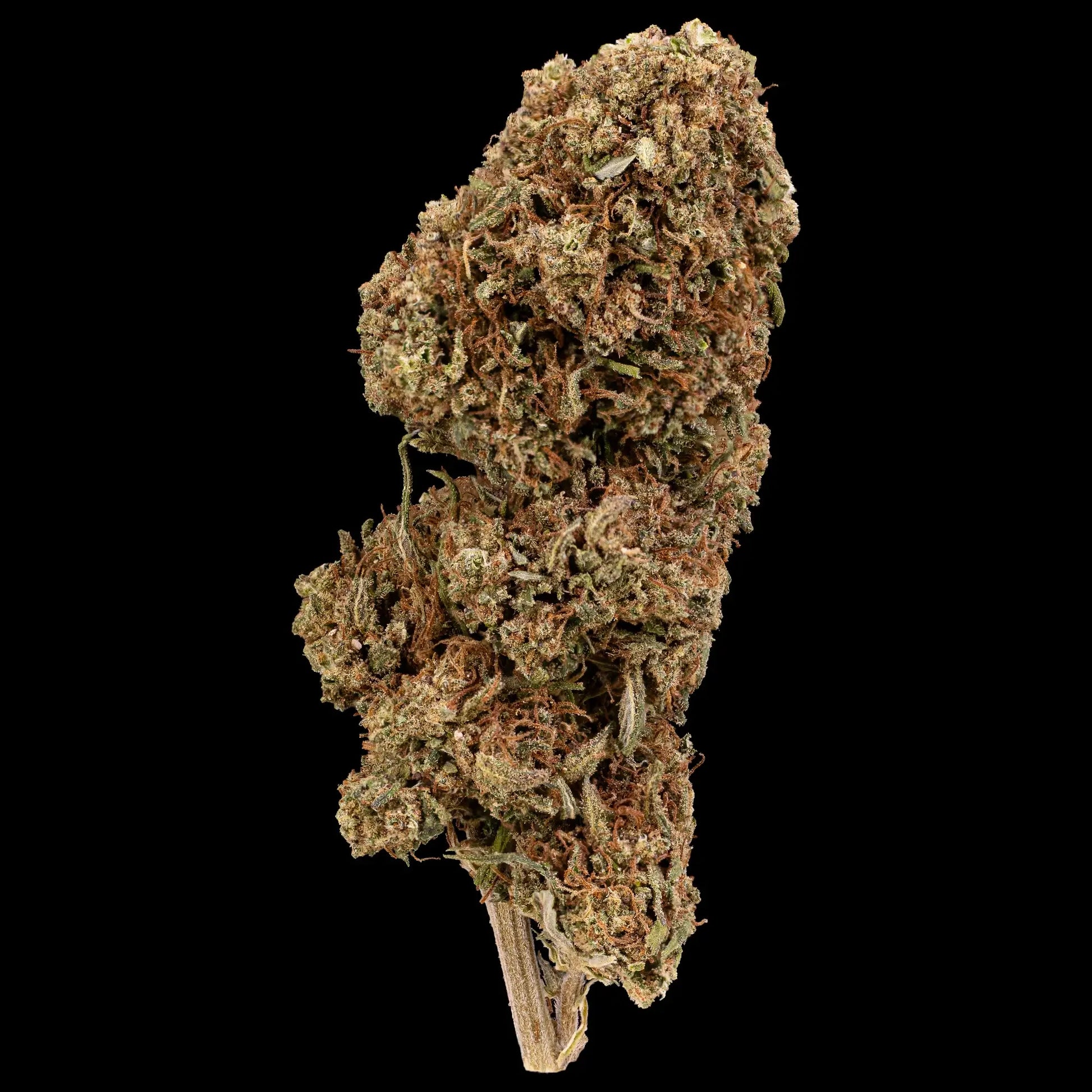 Pineapple Express 16% CBD flower grown in Spanish glasshouse with orange pistils