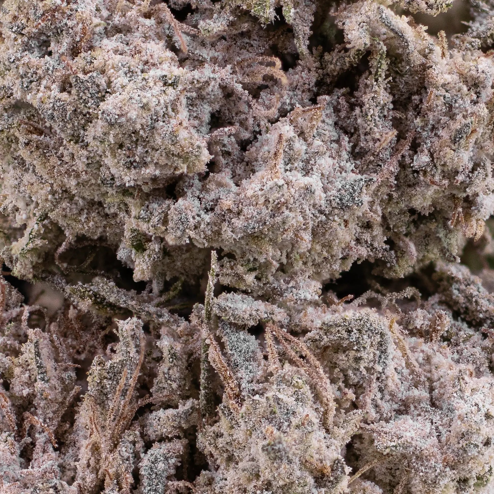 Close-up of Trainwreck THCA bud showing heavy trichome coverage and compact hybrid structure