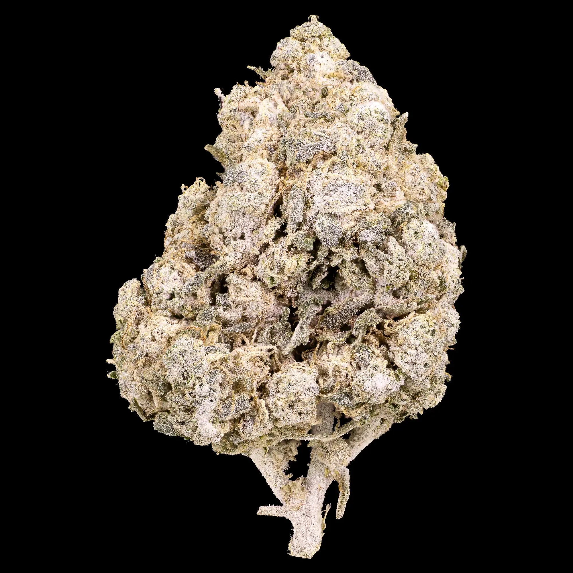 Tsunami 24% THCA indoor flower with heavy trichome coverage and citrus terpene profile