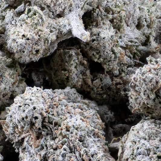 Close-up of White Widow THCA flower showing compact structure and classic resin-rich hybrid profile